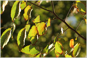 Made in Y - Ź^o^ss܂Â^mons