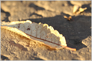 Made in Y - �Z�́^�o��^�s�s���܂��Â���^�m�o�n���s������